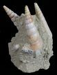Fossil Gastropod (Haustator) Cluster - Damery, France #56389-2